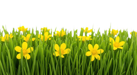 Yellow flowers peek through vibrant green grass against a black backdrop