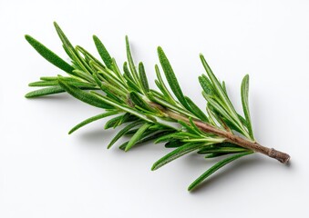 Fototapeta premium Fresh rosemary sprig, vibrant green leaves on a white background