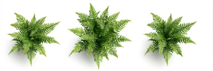 Naklejka premium Three fern plants, top view (1)