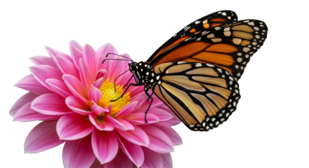 Monarch butterfly gracefully perches on a vibrant pink dahlia, showcasing nature's delicate beauty and intricate symbiotic relationship between
