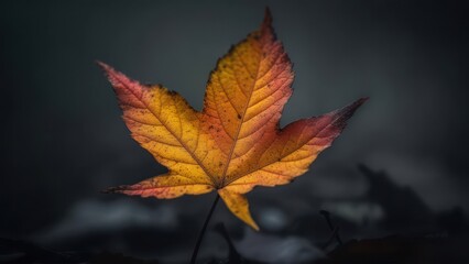 Autumnal Maple Leaf: Vibrant Colors Against Dark, Moody Background