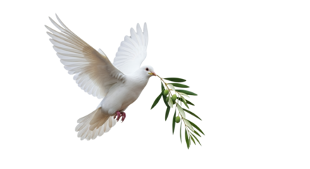 White dove conveying an olive branch, isolated on a clean backdrop, symbolic of aspirations for tranquility and harmony in challenging times