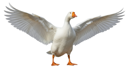 Graceful wings: A majestic white goose displays its plumage in full display against a pristine backdrop offering freedom