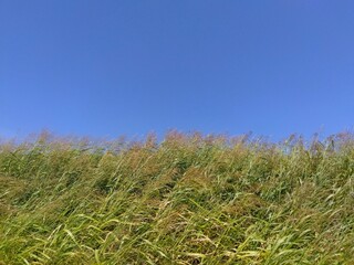 真夏の猛暑日の突風に吹かれる放水路土手のセイバンモロコシと青空