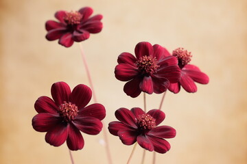 チョコレートコスモス