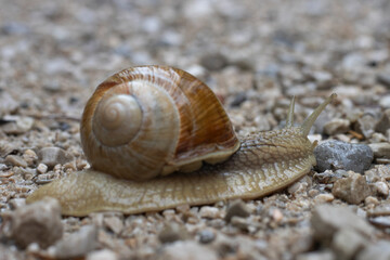Weinbergschnecke