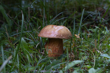 Maronenröhrling (Boletus badius)