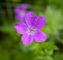 Blut-Storchschnabel (Tiny Monster)