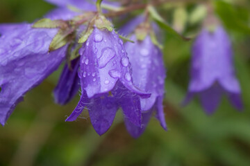 Glockenblume, Schellenblume