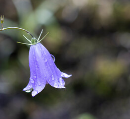 Glockenblume, Schellenblume