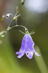 Glockenblume, Schellenblume