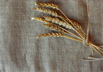 Close up of wheat ears placed on rustic burlap fabric Agriculture harvest and natural  autumn background concept