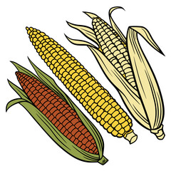 corn on the cob and beautiful, corn, food, vegetable, cob, maize, isolated, yellow, agriculture, grain, crop, fresh