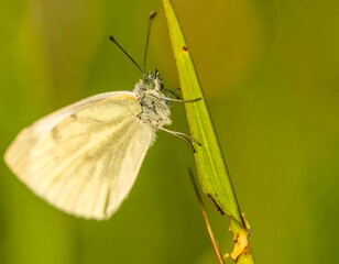 Close-up of a pale butterfly on a blade of grass