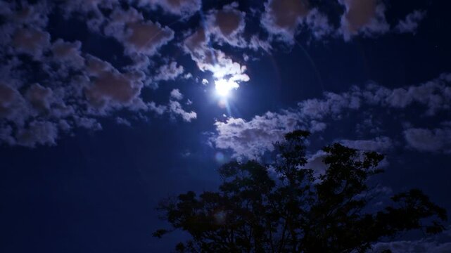 Full Moon with Tree Timelapse.