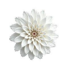 A detailed close-up view of a beautiful, symmetrical white flower, set against a stark black background.