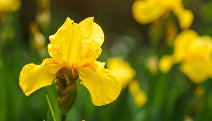Obraz premium Close-up of a vibrant yellow iris flower