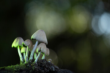 HONGOS DEL BOSQUE