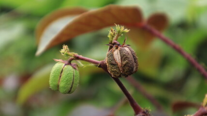 The round-shaped castor bean fruit begins to ripen, marked by brown skin and cracking of the skin.