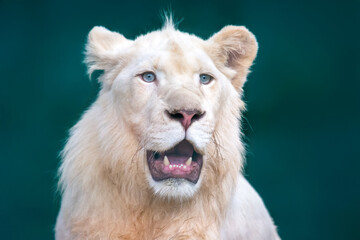 Majestic white lion in close-up resting in natural background during bright daylight