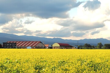 Rape flower fields in Hokkaido