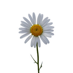 A single white daisy flower with a yellow center on a green stem, isolated on a transparent background