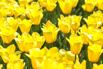 Obraz premium Bright yellow tulips blooming in a vibrant garden during springtime sunshine