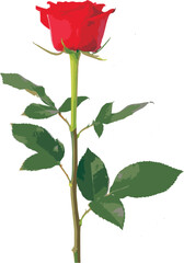 Obraz premium Single Red Rose Isolated on Transparent Background High-quality photo of a single red rose with green leaves isolated on a transparent background. Perfect for design, decoration, Valentine’s Day, wedd