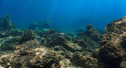 Underwater photography of in the shallow tropical waters. Blacktip reef shark in rays of sunlight. Off the coast of the island Koh Lanta in Thailand. 