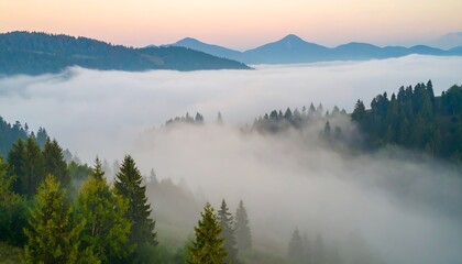 Fototapeta premium Fog drifting through trees