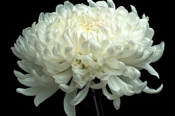 White chrysanthemum flower isolated on black background with copy space, hyper-realistic studio shot, botanical elegance and purity