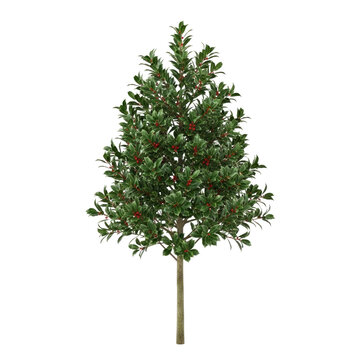 majestic holly tree a symbol of festive cheer and timeless elegance
