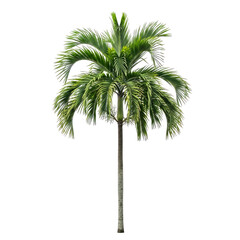 Obraz premium majestic majesty palm tree graceful silhouette against white, evoking tropical serenity