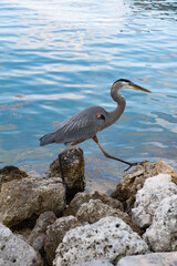 Sea bird. Fauna and nature. Heron observing the water. Sea bird with beak and feather. Heron sitting outdoor. A lonely great blue heron at the sea. Blue heron near water. Wild life