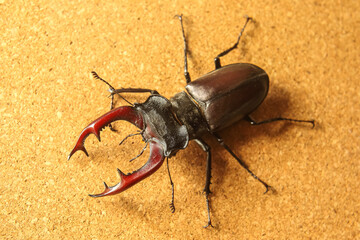 Large stag beetle with impressive mandibles on a cork surface in a well-lit environment