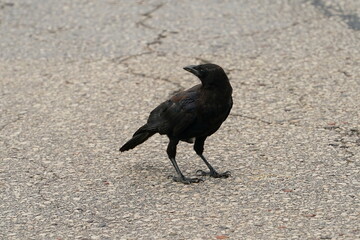 Black Corvus Crow birds search for things in a parking lot during the day.