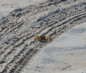 crab at beach