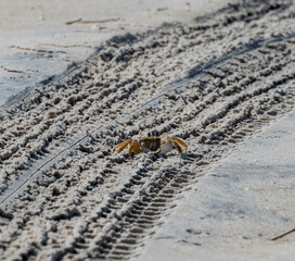 crab at beach