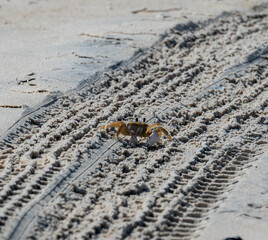 crab at beach