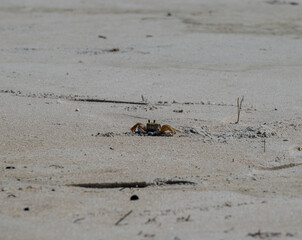 crab at beach