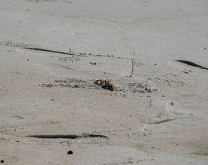 crab at beach