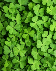 Close-up of vibrant clover leaves