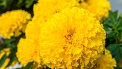 Close-up of bright yellow marigold blossoms