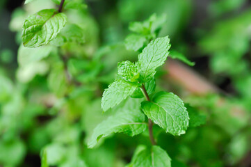 peppermint plant, marsh mint or mentha cordifolia