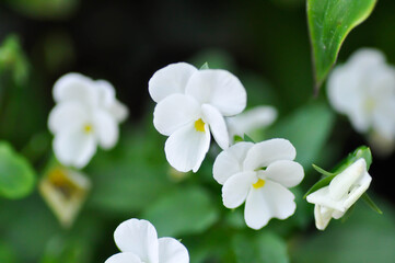Pansies, Pansy or Viola or Viola cornuta or  Viola lutea or Viola x wittrockiana flower or white pansy flower