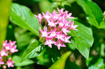 Pentas lanceolata , Egyptian star cluster or RUBIACEAE or Egyptian starcluster or Starflower or pink flower