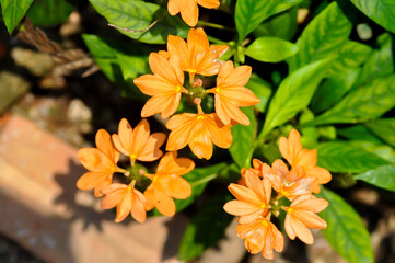 Crossandra or ACANTHACEAE, ,crossandra infundibuliformis or  Crossandra infundibuliformis Merr