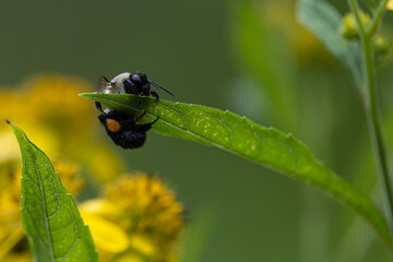 Bumble bee hanging on leaf
