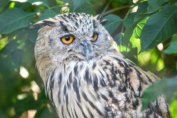 Majestic owl resting among green leaves in a forest during bright daylight hours