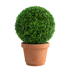 Fototapeta premium A neatly trimmed green ball of foliage in a terracotta pot against a transparent background